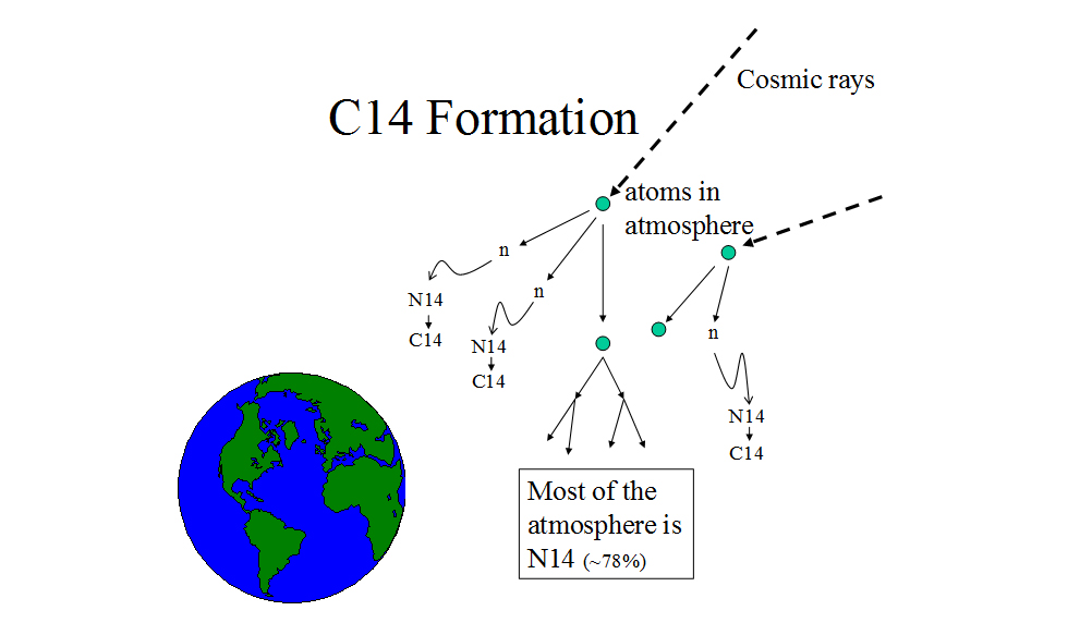 Figure 3. Carbon-14 formation. Cosmic rays continually bombard the earth. When they strike atoms in the atmosphere, chain reactions occur, some of which result in free neutrons (n) that readily react with nitrogen-14 to form C14.